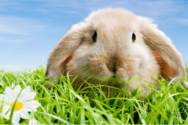 隔墙有耳与生肖，兔、鼠，建议，隔墙有耳的神秘生肖，是兔还是鼠？-红迪亚