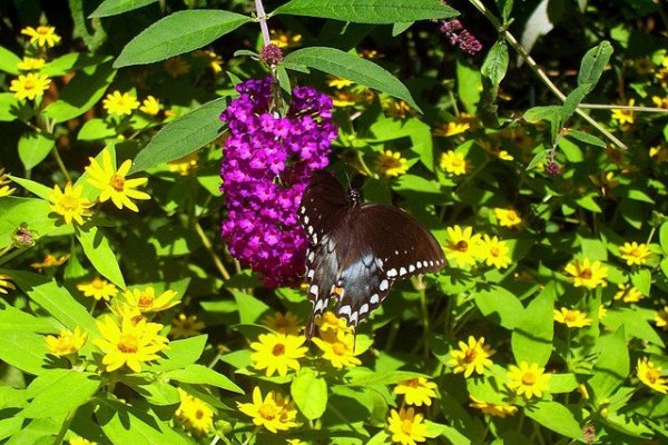 男人梦见掉头发的多重解读，预示好运、健康困扰或心理压力，建议，男性梦境中掉发寓意解析 或 男子梦现脱发，究竟暗示什么？-红迪亚