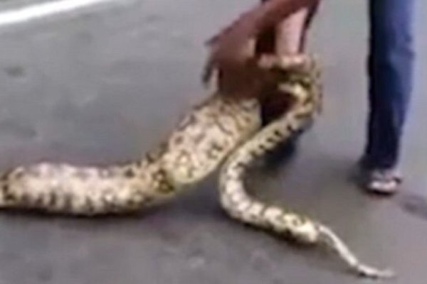 男人梦见大蟒蛇，财运与好运的象征，根据不同情境，梦境解析预示不同的未来走向。-红迪亚