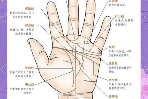 男人生命线看手相解读-红迪亚