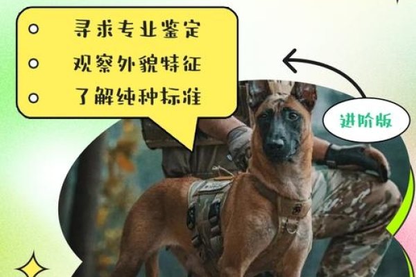 盲人瞎马背后的生肖之谜——狗？-红迪亚