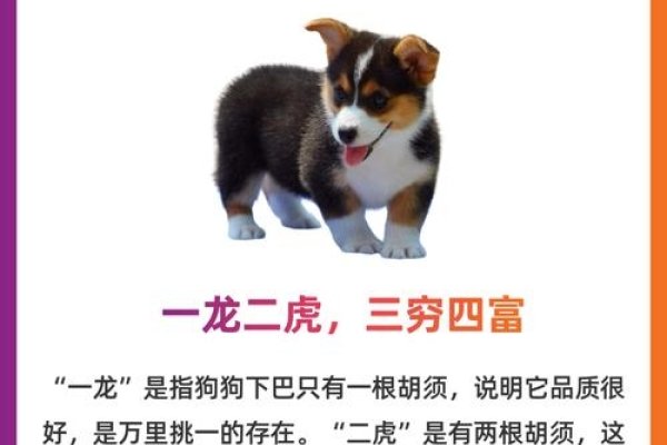 俯首称臣的生肖，狗与龙的解读-红迪亚