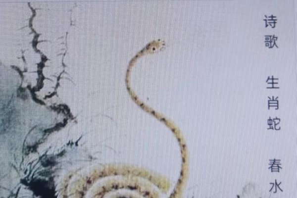 秋收冬藏与生肖蛇的奇妙联系-红迪亚