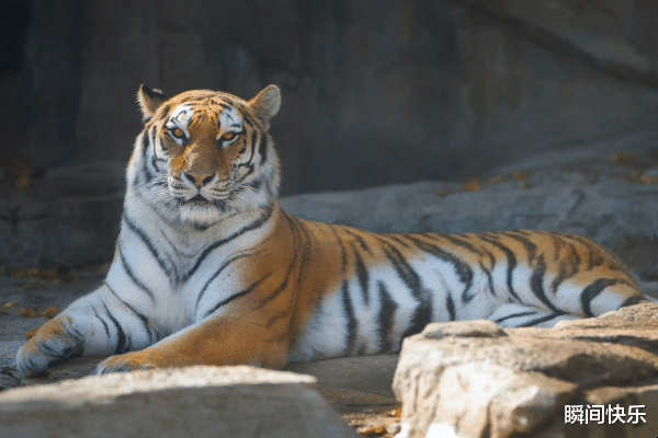 挺身而出生肖虎-红迪亚