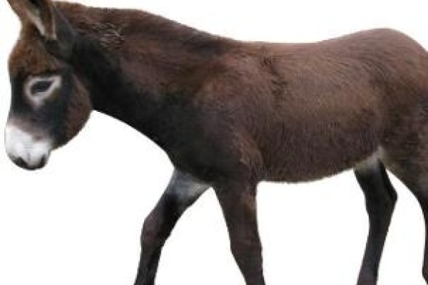 驴生戟角指的是生肖马，比喻不可能的事。-红迪亚