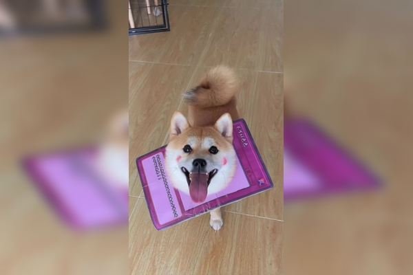 宠物情侣超萌名字推荐，志明春娇、齐德龙东强，可乐雪碧组合。-红迪亚