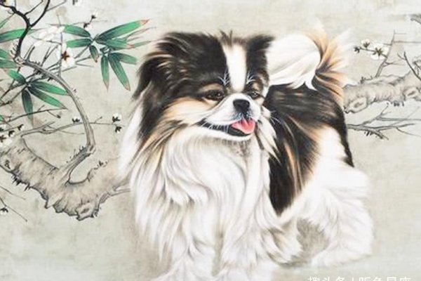 宠物狗名字精选，卡尔、萌宠福星、金鑫旺财等独特又好听的名字-红迪亚