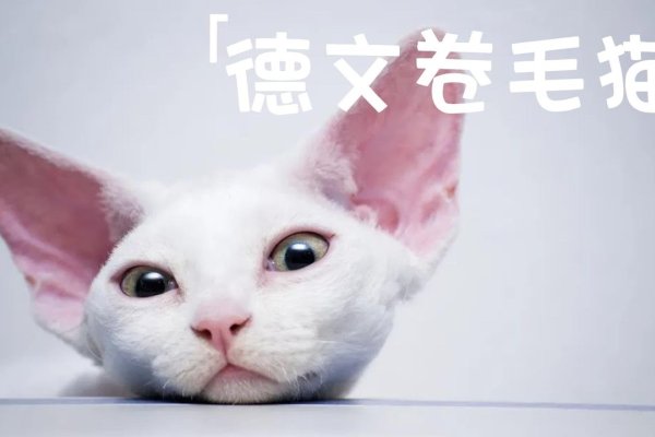 德文卷毛猫洋气名字	皮皮-红迪亚