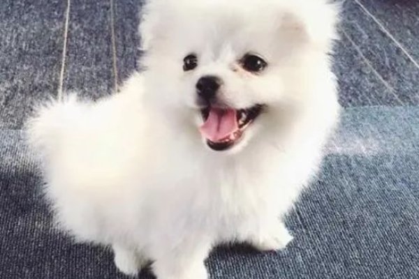 宠物狗名字大全及商标设计原则，独特又好听的狗狗中文命名推荐-红迪亚