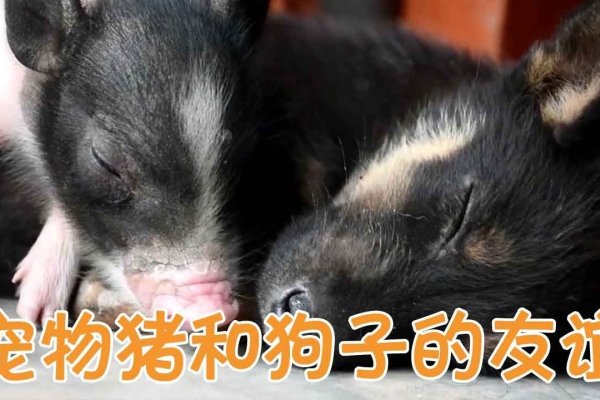 恋恋不舍，生肖狗、猪与羊的情感特质解析-红迪亚