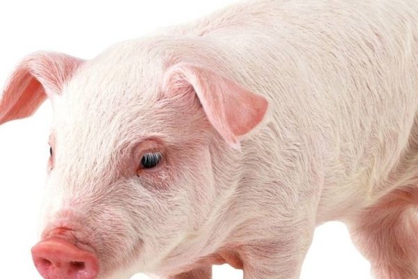 贪婪成性的生肖是猪还是蛇？揭秘背后的文化象征与习性原因。-红迪亚