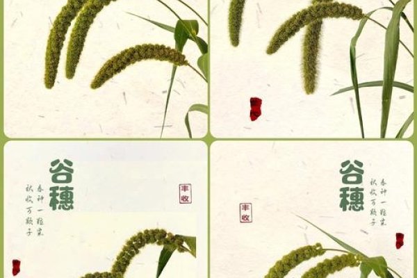 谷穗的拼音与意义-红迪亚