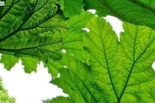 粗枝大叶的生肖之谜-红迪亚