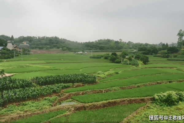 祖坟风水宝地论-红迪亚
