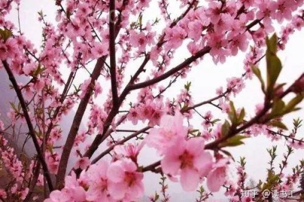 阴桃花解析与化解。-红迪亚