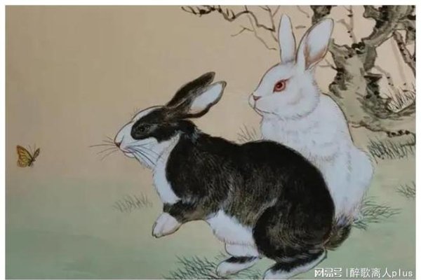揭秘黑兔年背后的含义与禁忌，为何称癸卯年为水兔或黑兔？-红迪亚