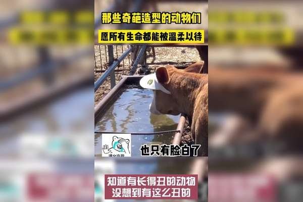 脑筋急转弯，最丑老动物指什么生肖？答案为牛。-红迪亚