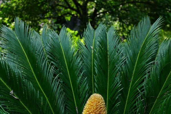 铁树开花，猴年难遇-红迪亚