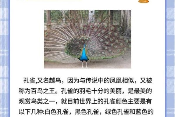 孔雀开屏网络用语含义-红迪亚