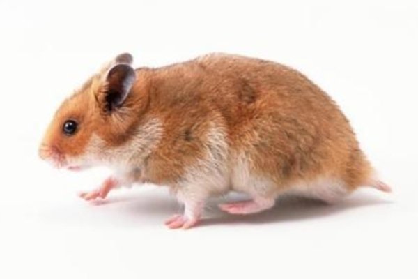 尖嘴利齿生肖鼠-红迪亚