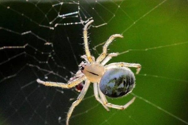 蜘蛛梦解析，预示好运与挑战-红迪亚