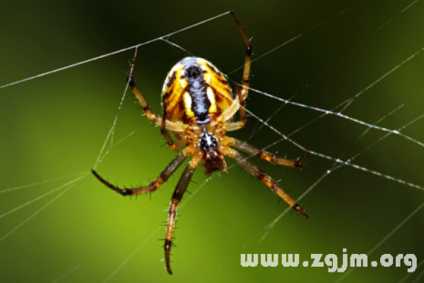 蜘蛛梦境解析，多重预兆与象征意义探究-红迪亚