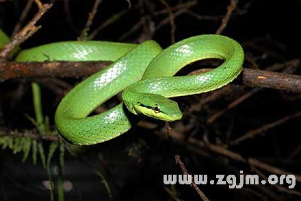 蛇咬梦吉兆解析-红迪亚