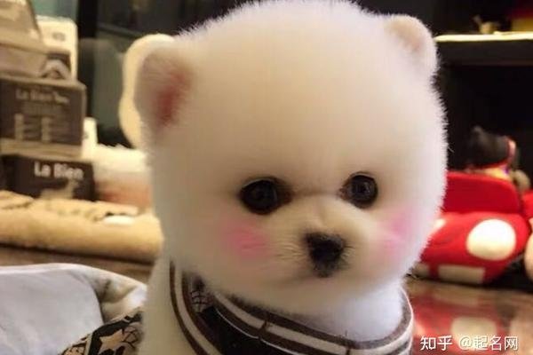 狗狗名字精选，，霸气网红犬名如狂狼、雷霆霸业等，结合宠物性格与主人喜好挑选最佳。取名避免过于黑社会风格或伟人姓名，注重呼唤语气和易于发音的原则至关重要。-红迪亚