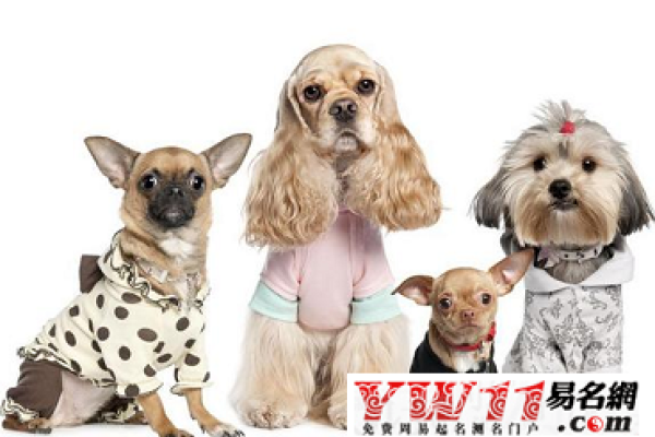 狗狗名字，旺财、瑞宝-红迪亚