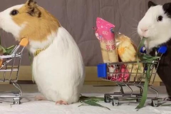 萌宠名字精选与独特昵称创意推荐！-红迪亚