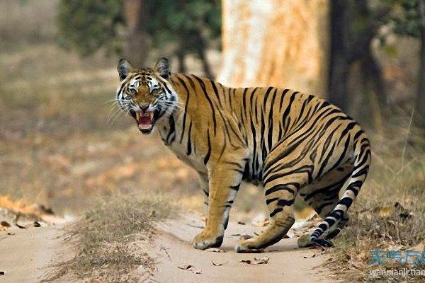 90年属虎今年年龄及生肖解析，，26岁属虎的年份与特点。截止至当前日期，根据农历算法的不同，出生于不同月份的属虎人实际年龄有所不同；具体依据出生日期而定。-红迪亚