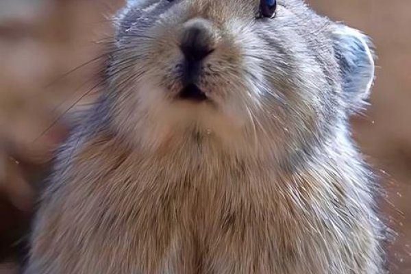 胆小怕事的生肖，鼠、兔最明显。-红迪亚