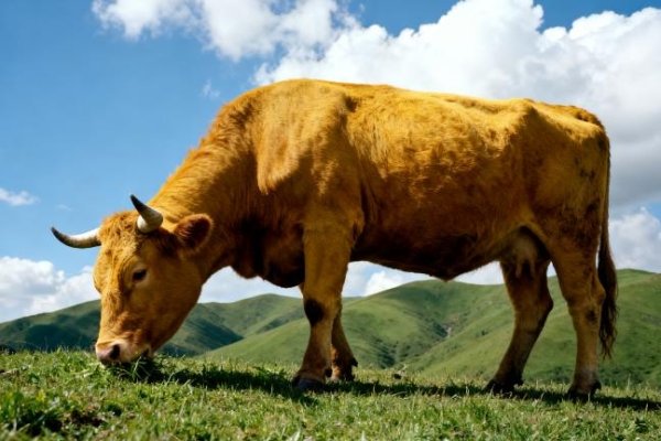 锦绣前程生肖牛-红迪亚