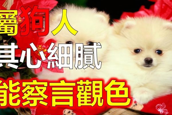 属狗人立春躲春禁忌,生肖冲突与磁场调整注意事项-红迪亚