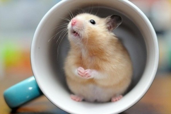 属鼠人2022年运势运程-红迪亚