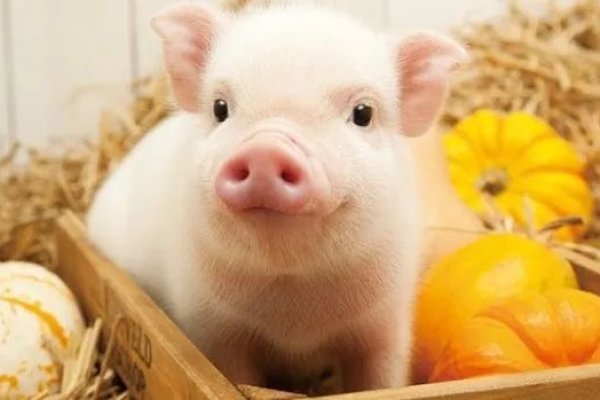 属猪人2021年下半年运势及运程-红迪亚