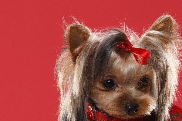 属狗人2021年下半年运势及运程-红迪亚