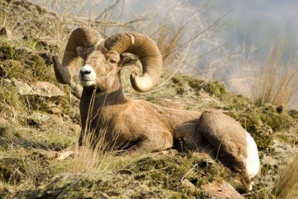属羊人一生最旺3大生肖搭档，马、兔和牛，属马人，与属羊性格互补，共同助力事业稳定和谐。，属兔人，能显著提升属羊运势，合作中默契十足。，属牛人，稳重耐心助属羊决策明智，共创双赢局面。-红迪亚