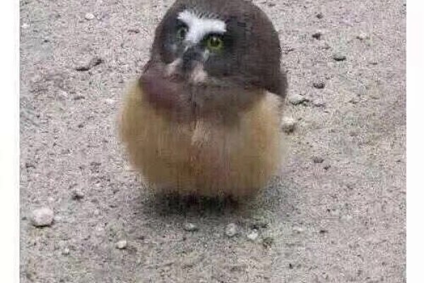 魔兽世界德鲁伊名字推荐-红迪亚