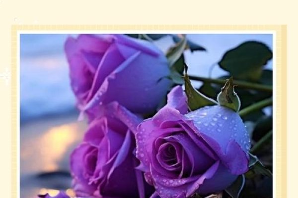 紫玫瑰的花语，梦幻浪漫，珍贵独特之爱-红迪亚
