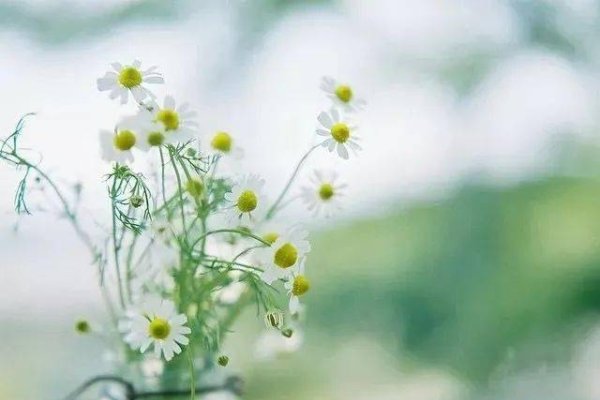 森系小清新女生网名柠檬，林语诗，陌离，樱花语者-红迪亚