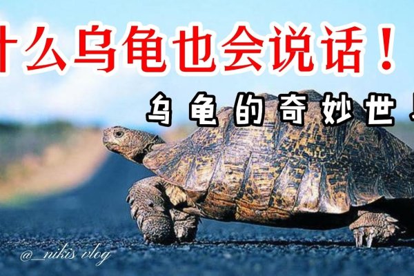 乌龟咬人梦境解析——事业受阻、财运不佳的预警，人际关系需警惕-红迪亚