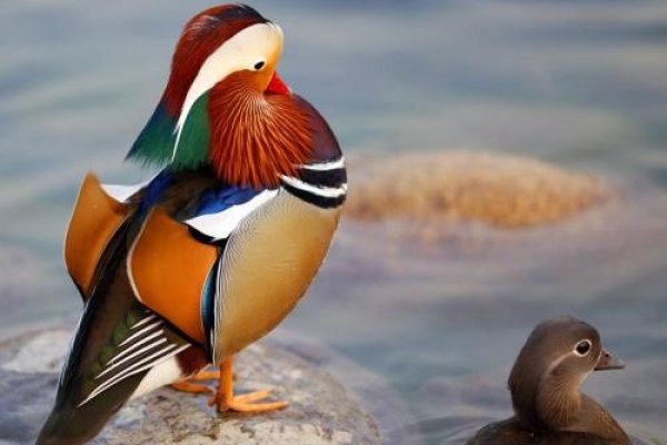 鸳鸯戏水解读生肖之谜，是鸡还是兔？-红迪亚