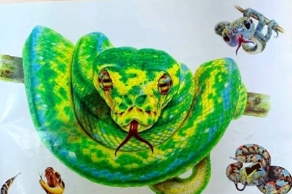 荆棘丛生与生肖之谜-红迪亚