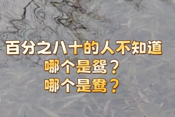 鸳鸯戏水猜一生肖，答案多样引争议。-红迪亚