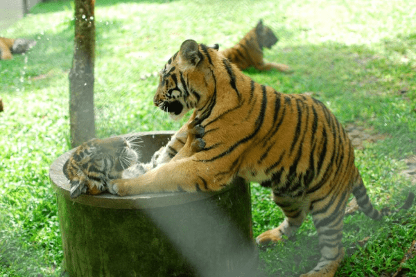 1986年属虎人的婚姻与事业挑战，三大劫难详解-红迪亚