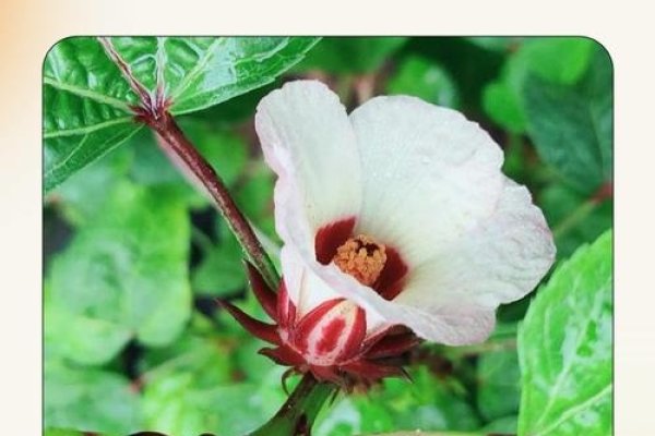 Floria，源自拉丁语，意为花朵的繁荣，展现生机勃勃与美丽独特-红迪亚