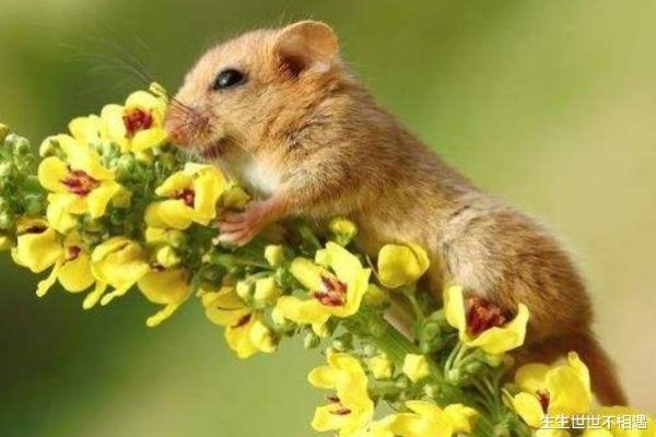 属鼠2021年运势详解,事业财运旺盛,感情稳定和谐,但需关注健康运势-红迪亚