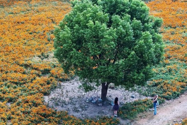 2023年秋老虎，母虎来袭，炎热持续至10月？-红迪亚