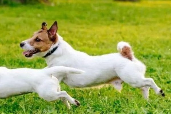 属狗2022年运势详解-红迪亚